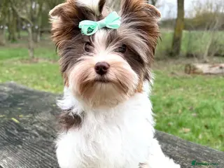 Yorkshire Terrier dogs Tiny Beautiful Girl 🩷& very Cute Boy💙available - Advert 3