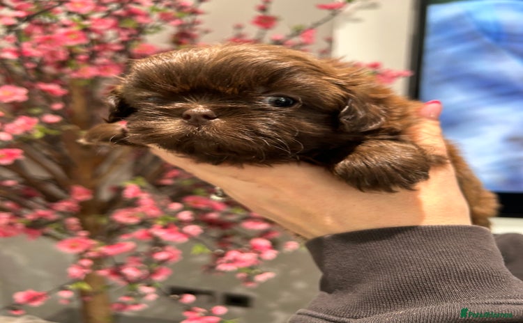 Shih Tzu dogs Imperial Shih tzu  - Advert 16