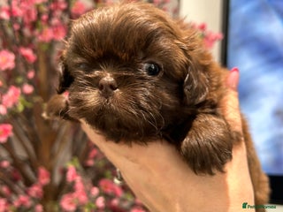 Shih Tzu dogs Imperial Shih tzu - Advert 12