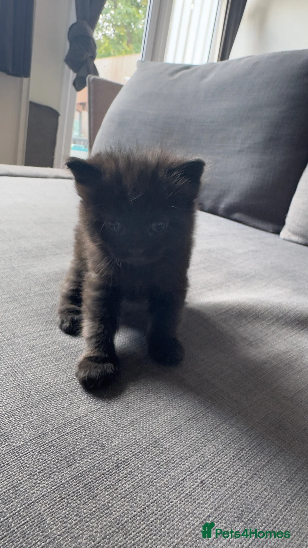 Mixed Breed cats for sale: 4 beautiful kittens - Advert 2