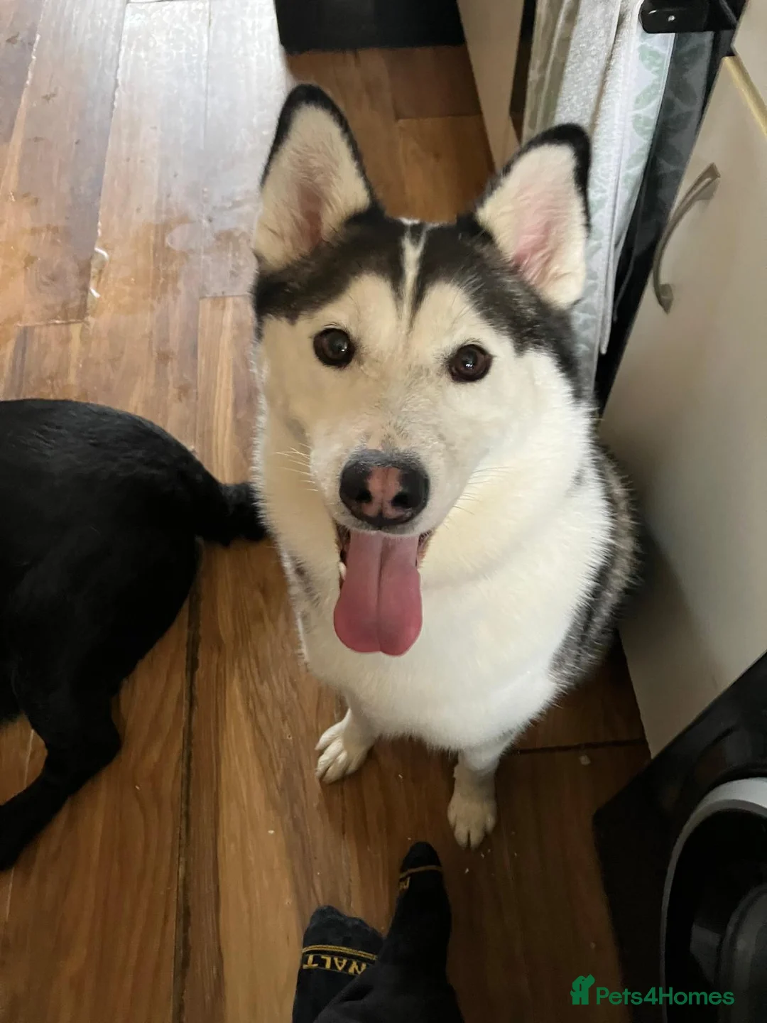 Siberian Husky dogs for sale: Luna (AKA Mrs Moon) - Advert 1