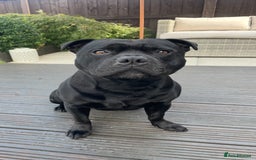 Staffordshire Bull Terrier dogs for stud: Phenomenal fertility- New Stud dog 2025 - Image 13