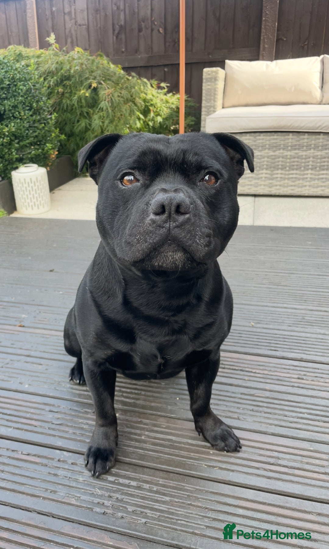 Staffordshire Bull Terrier dogs for stud: Phenomenal fertility- New Stud dog 2025 - Image 13
