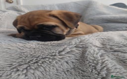 Bullmastiff dogs for sale: K.c registered Bullmastiff puppies  - Image 20