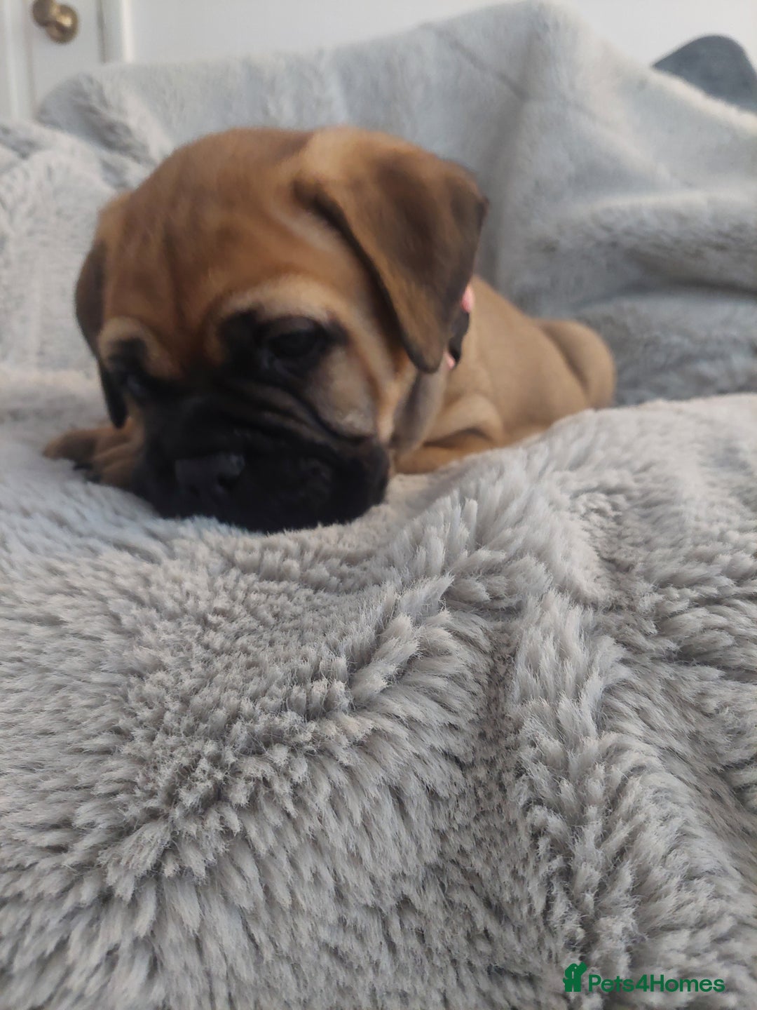 Bullmastiff dogs for sale: K.c registered Bullmastiff puppies  - Image 20