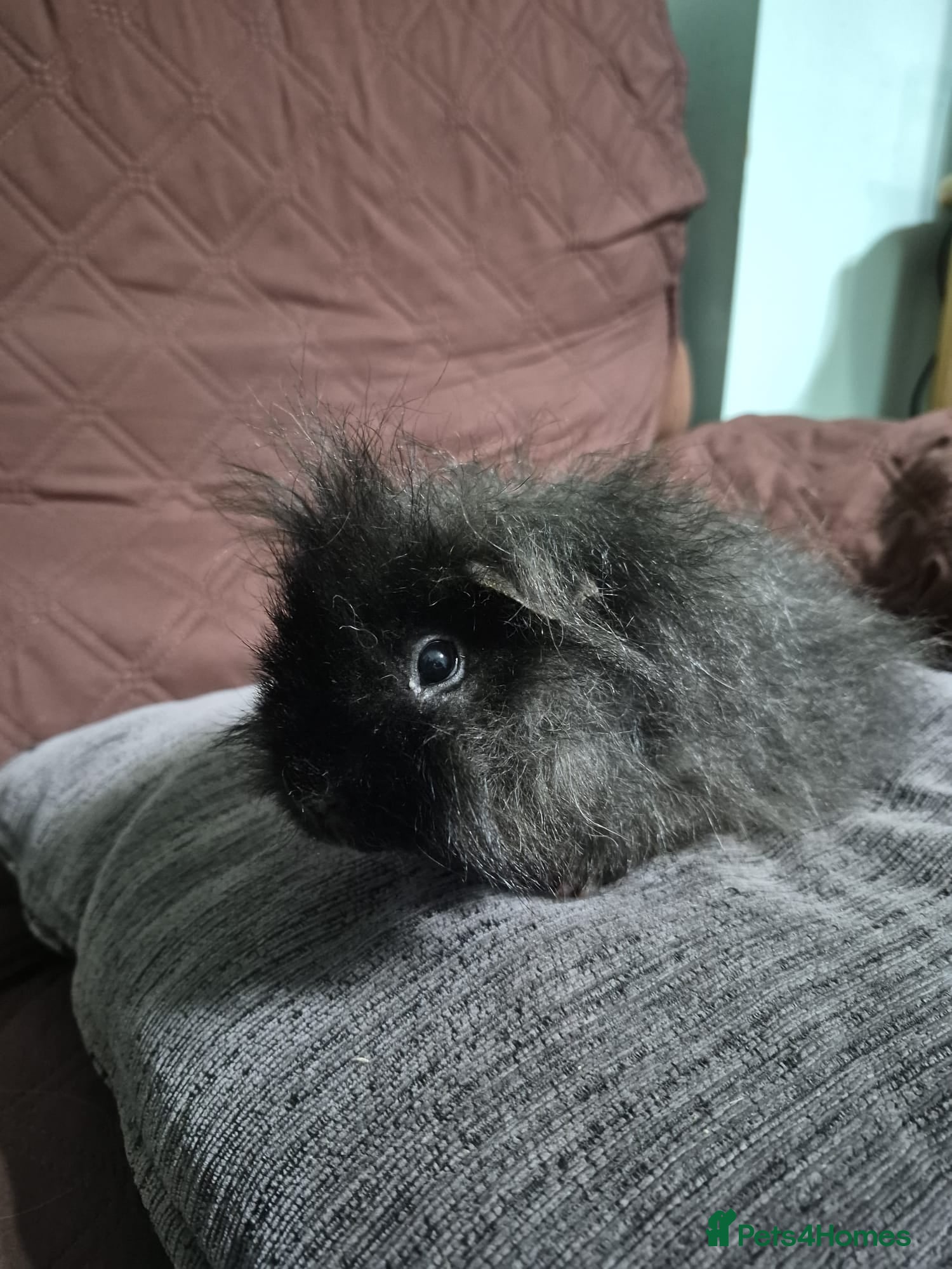 Guinea Pig rodents Sweet boy needs rehoming - Advert 1