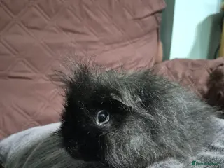 Guinea Pig rodents Sweet boy needs rehoming - Advert 1