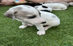 Lurcher dogs for sale: Lurcher pups  - Image 7
