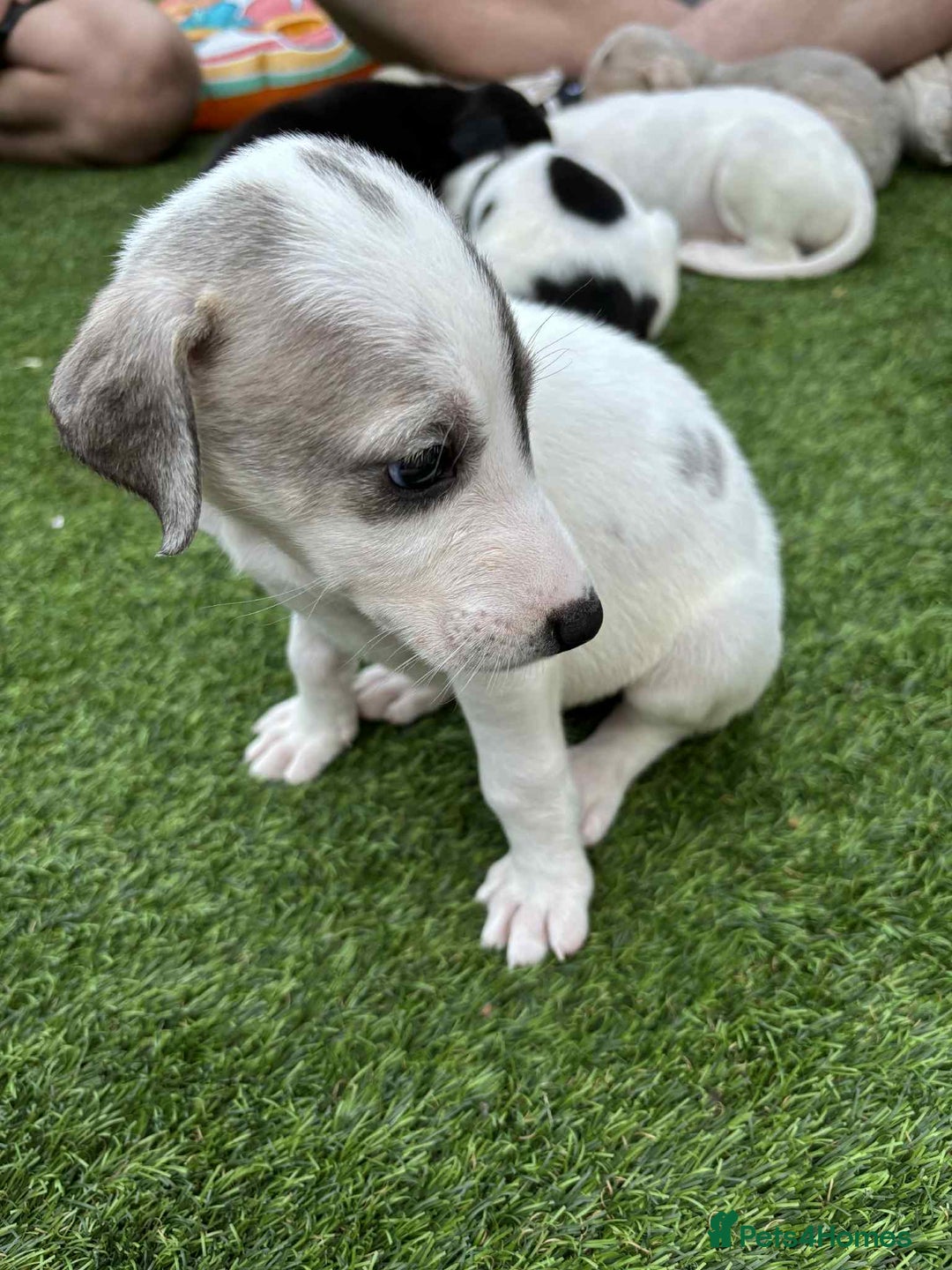 Lurcher dogs for sale: Lurcher pups  - Image 7