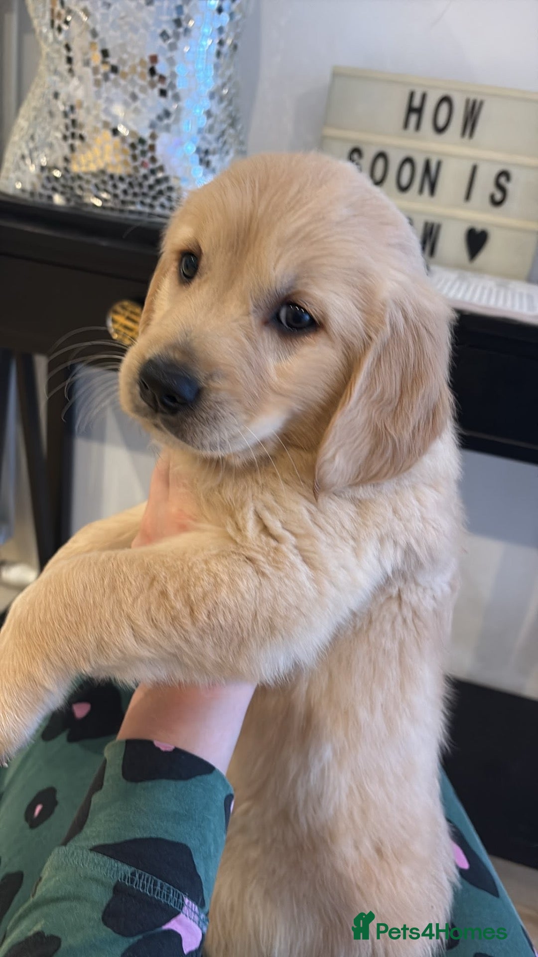Golden Retriever dogs Stunning Golden retriever puppy’s - Advert 2