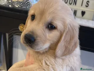 Golden Retriever dogs Stunning Golden retriever puppy’s - Advert 1