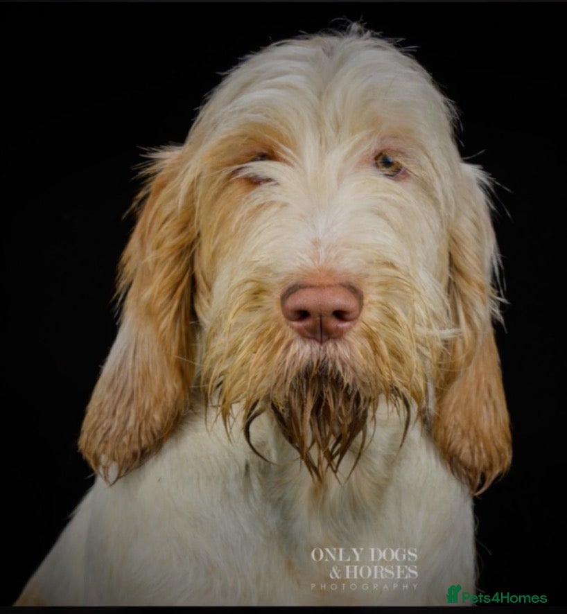 Italian Spinone dogs Beautiful Italian Spinone Puppies - Advert 1