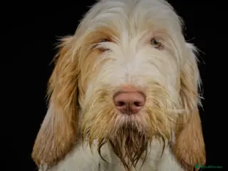 Italian Spinone dogs Beautiful Italian Spinone Puppies - Advert 2