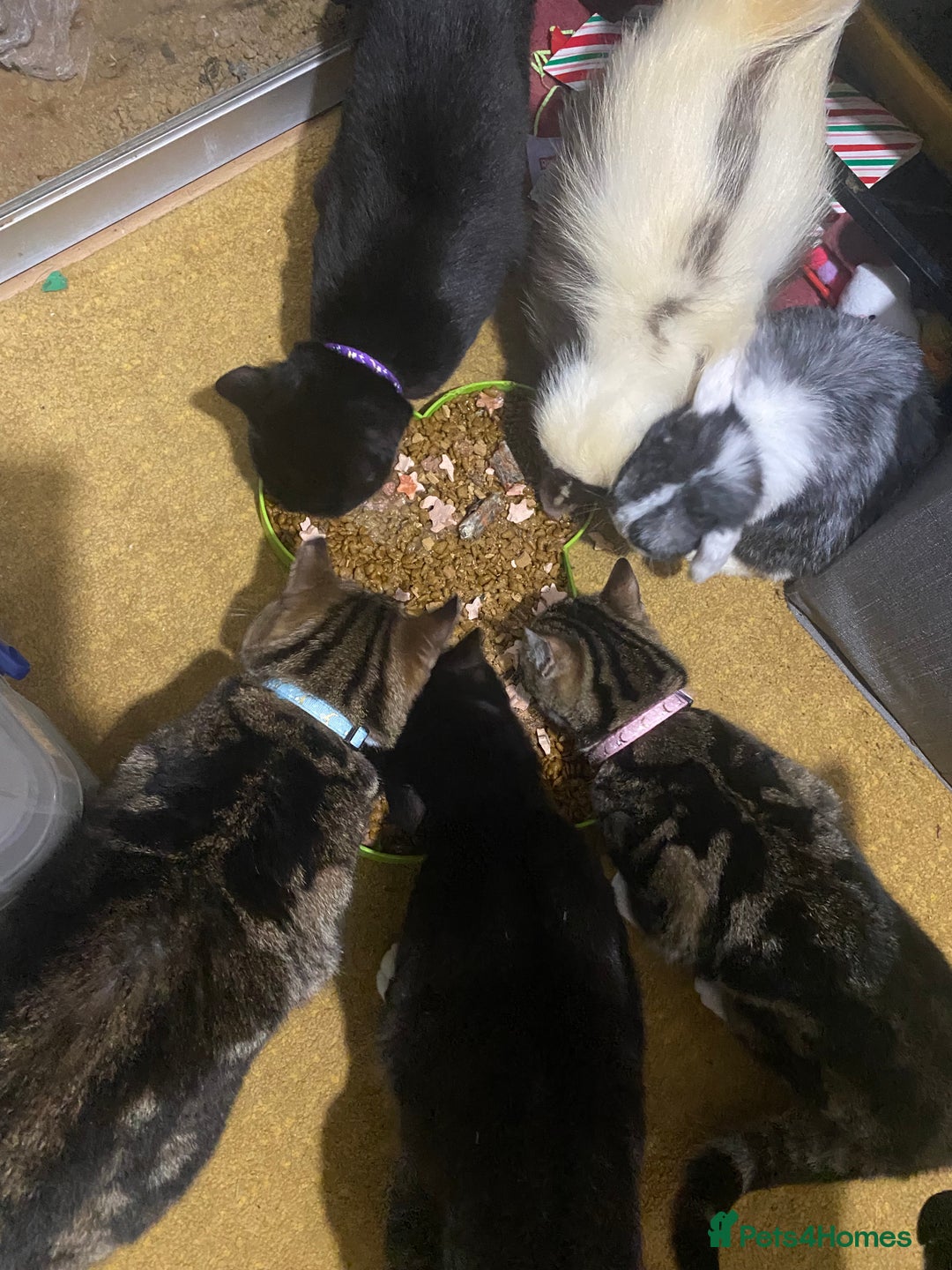 Mixed Breed cats for adoption: Lovely young cat looking for forever home  - Image 10
