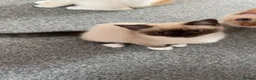 Persian cats for sale: Last Himalayan X Chinchilla Persian Kittens  - Advert 13