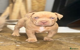 Mixed Breed dogs for sale: Cane Corso Boerboels - Image 2