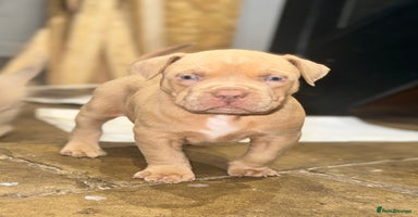 Mixed Breed dogs - Advert 13