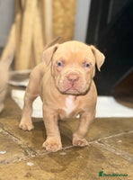 Mixed Breed dogs - Advert 5