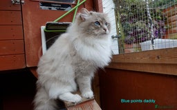 Ragdoll cats for sale: Stunning GCCF Registered Heart Melting Affection - Image 35