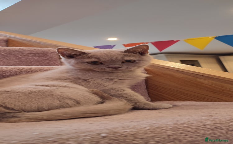British Shorthair cats - Advert 14