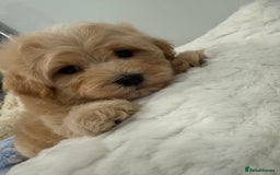 Maltipoo dogs for sale: 7 stunning f1 Maltipoo's. Fully DNA & Heath clear - Image 13