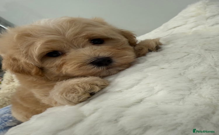 Maltipoo dogs - Advert 1