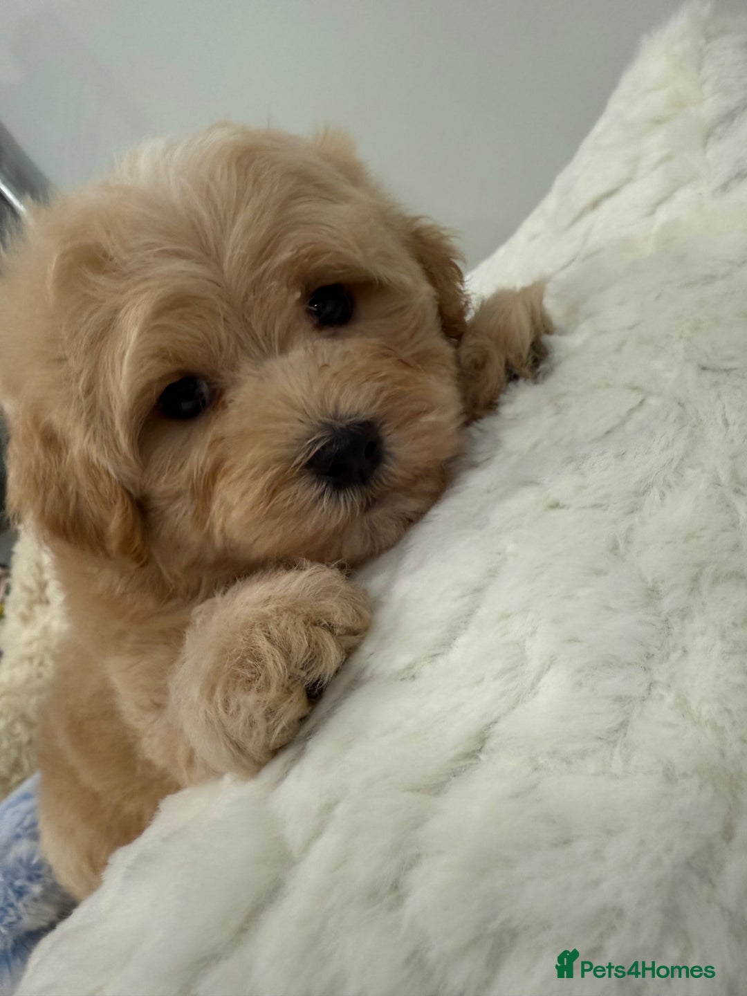 Maltipoo dogs for sale: 7 stunning f1 Maltipoo's. Fully DNA & Heath clear - Image 13