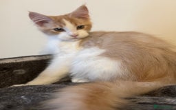 Maine Coon cats for sale: A wonderful Maine Coon Shaded Line male - Image 7