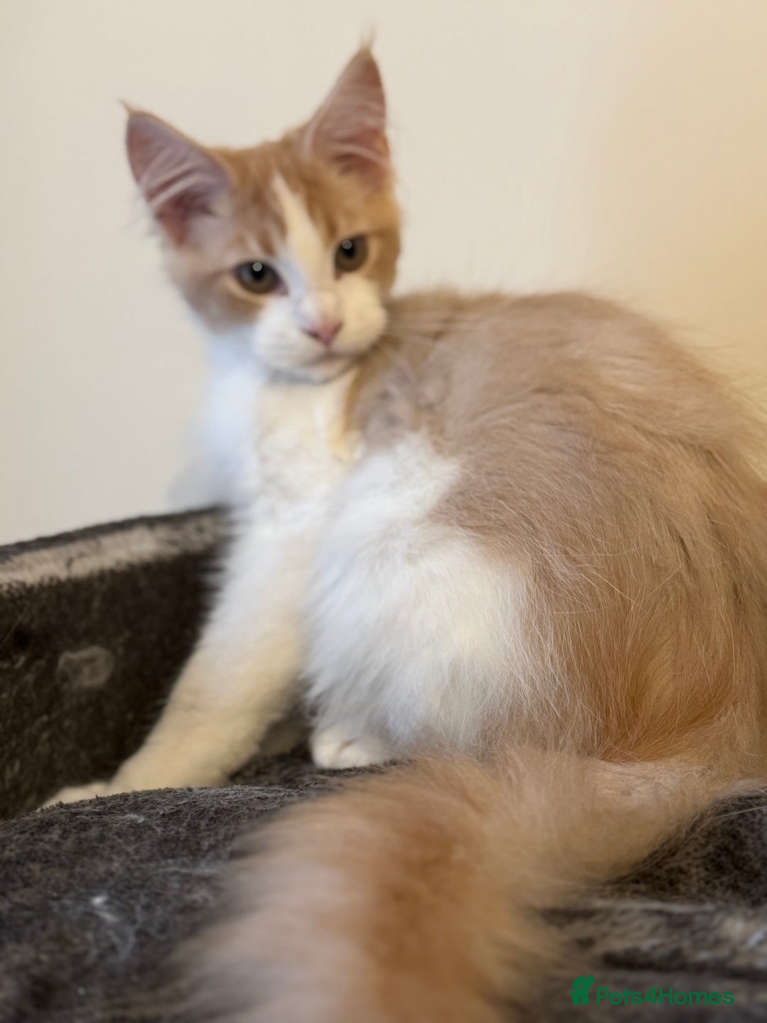 Maine Coon cats for sale: A wonderful Maine Coon Shaded Line male - Image 7