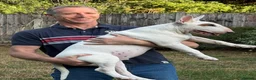 Bull Terrier dogs for sale: Healthy, happy, friendly trained 5-mo BT puppy boy - Advert 8