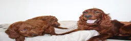 Irish Doodle dogs for sale: Stunning male Irish doodle puppies - Advert 3
