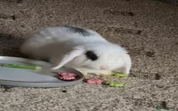 Mini Lop rabbits for sale: Gorgeous Mini lop baby girl ready now  - Image 6