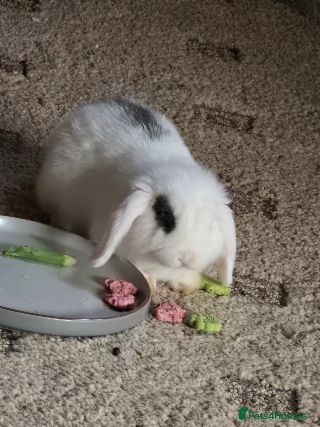 Mini Lop rabbits for sale: Gorgeous Mini lop baby girl ready now  - Image 6