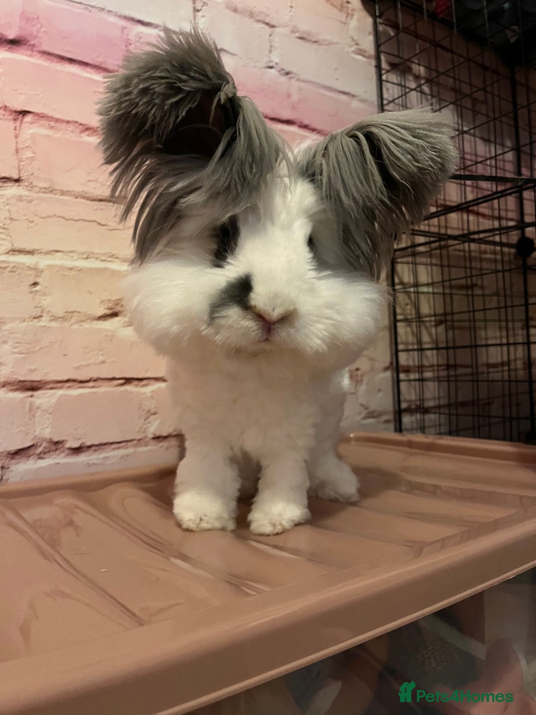Angora rabbits for sale: Gorgeous bonded English angoras x2  - Image 13