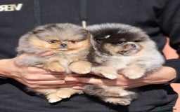 Pomeranian dogs for sale: Adorable Pomeranian Puppies for Sale. - Image 1