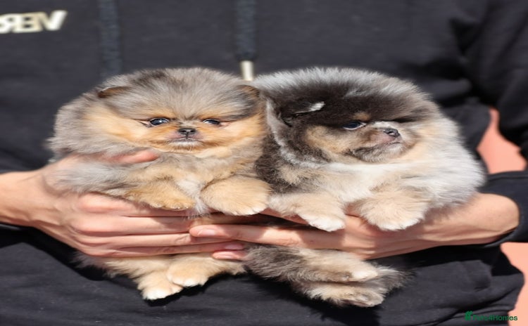 Pomeranian dogs - Advert 2