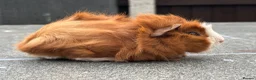Guinea Pig rodents for sale: Swiss boars and Funky Boars  - Advert 12