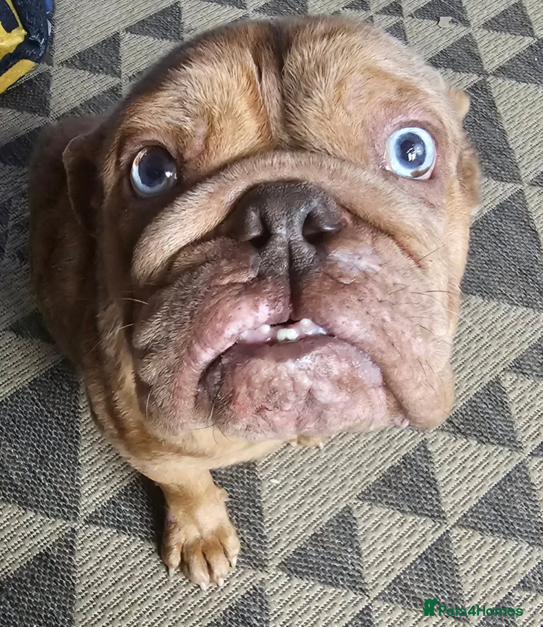 English Bulldog dogs for sale: Female English bulldog  - Advert 3