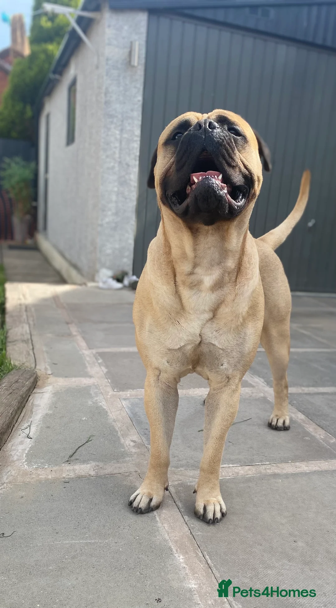 Bullmastiff dogs for stud: Male bullmastiff Stud  in Leicester - Advert 4