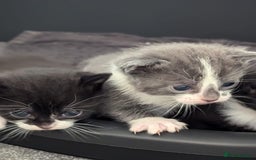 Mixed Breed cats for sale: Two Adorable Kittens – Ready for New Homes - Image 2