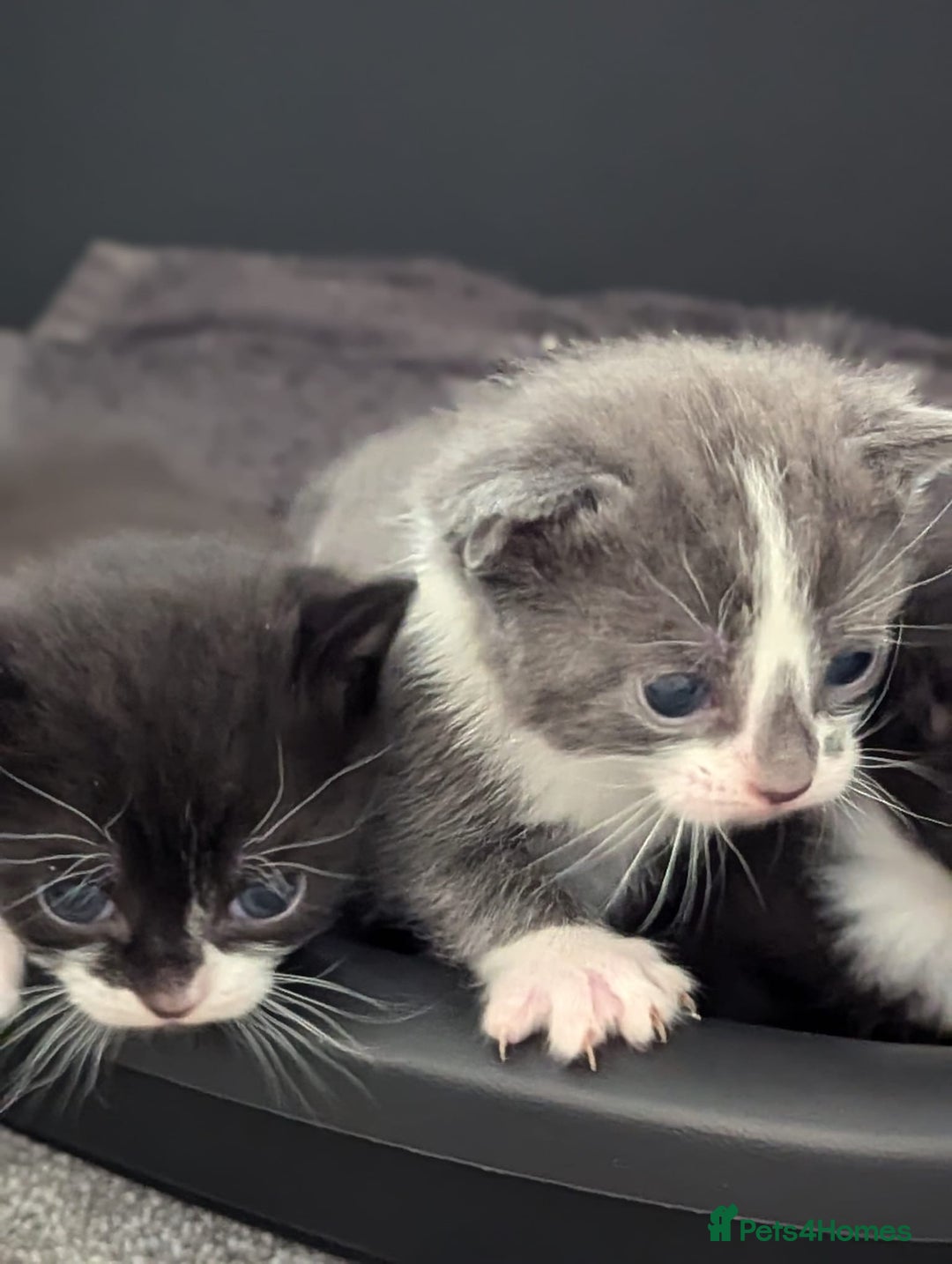 Mixed Breed cats for sale: Two Adorable Kittens – Ready for New Homes - Image 2