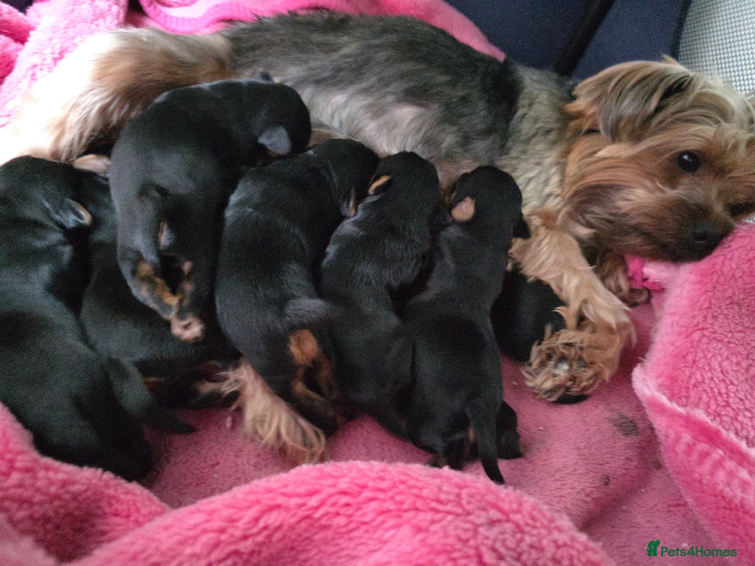 Yorkshire Terrier dogs for sale:  KC Yorkie Puppies🐶❤️ Sired by English Champion🏆 - Advert 11