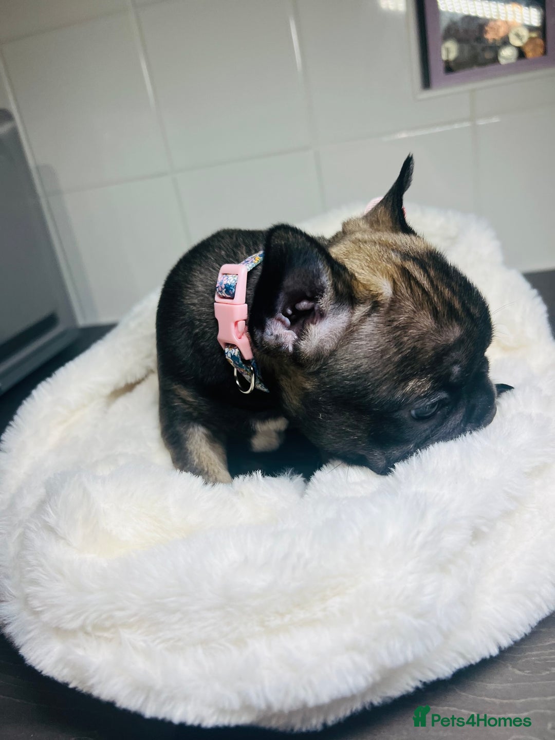 French Bulldog dogs for sale: Lilac French Buldog - Image 3
