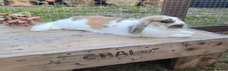 Dwarf Lop rabbits for sale: Bonded Lop Brothers - Advert 2