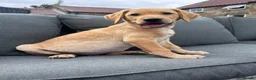 Labrador Retriever dogs for sale: 9 week old Labrador Dog puppy KC Reg  - Advert 5