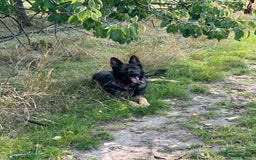 German Shepherd dogs for stud: Gorgeous German Shepherd For Stud in Kidderminster - Image 20