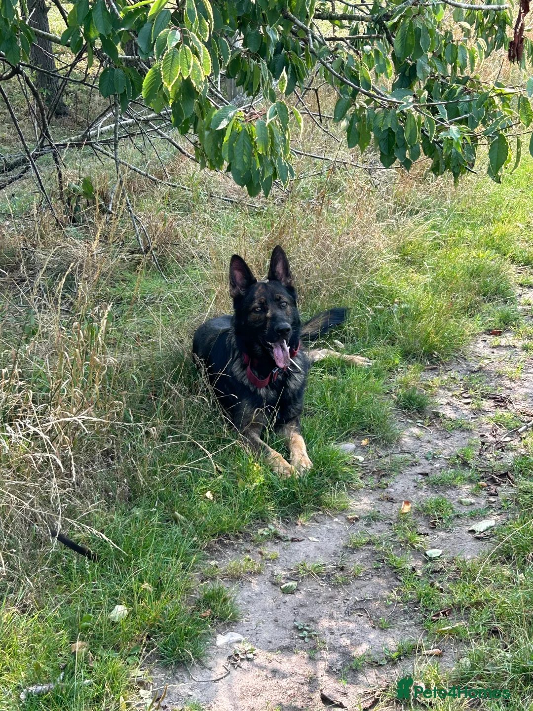 German Shepherd dogs for stud: Gorgeous German Shepherd For Stud in Kidderminster - Advert 20