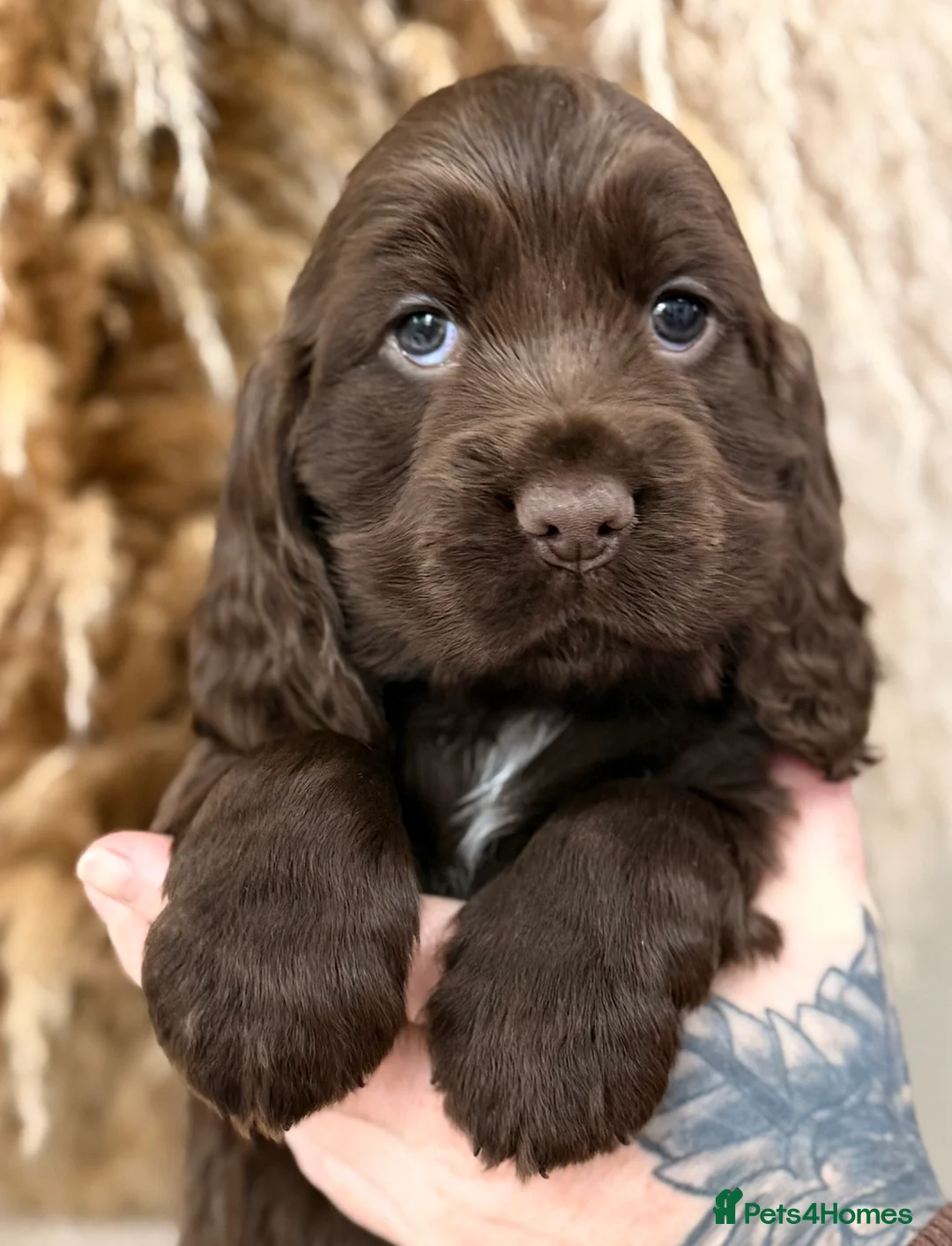Cocker Spaniel dogs for sale: Show cocker spaniels  - Advert 4