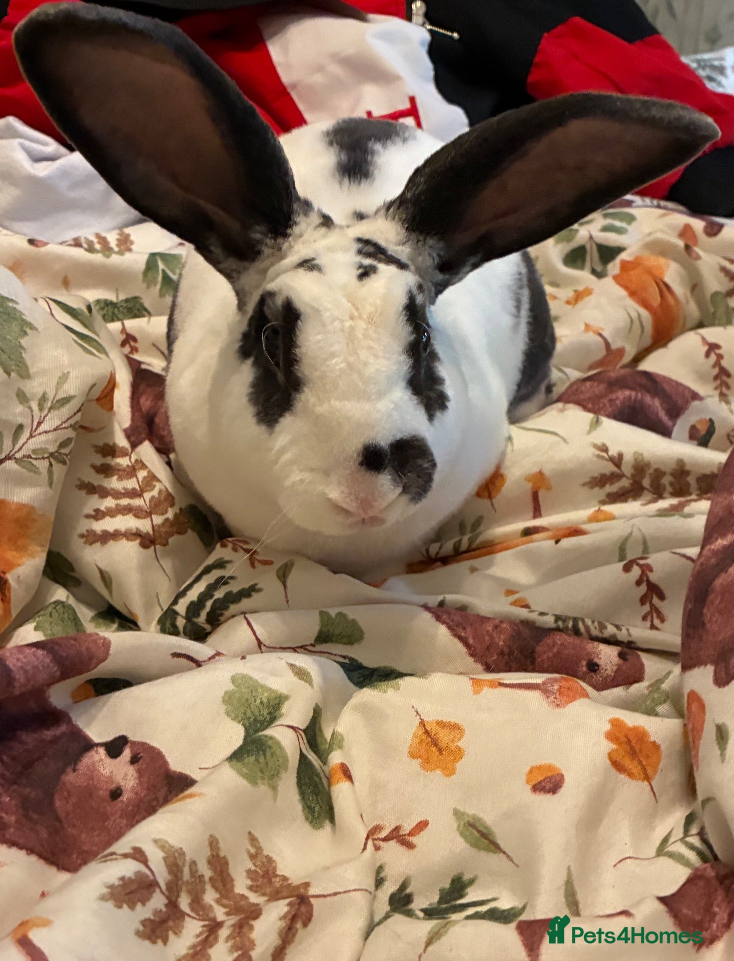 Mixed Breed rabbits Rabbit - Advert 1