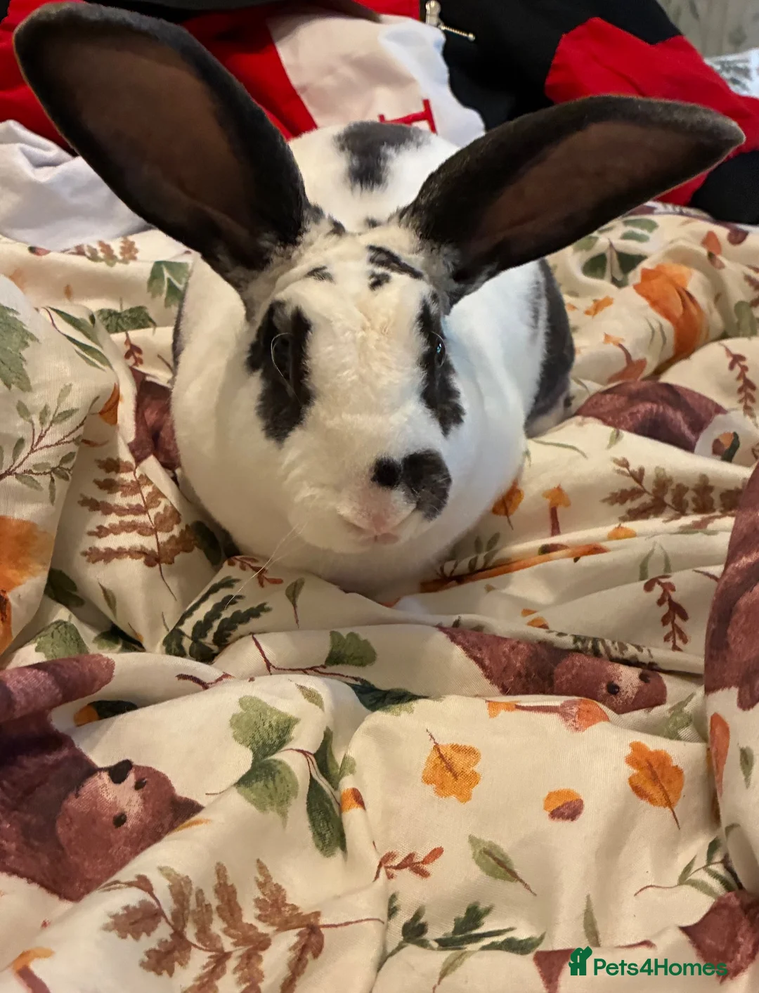 Mixed Breed rabbits for sale: Rabbit - Advert 1